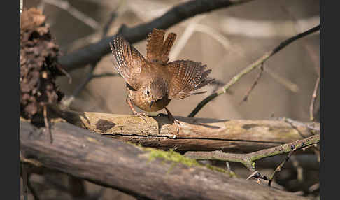 Zaunkönig (Troglodytes troglodytes)