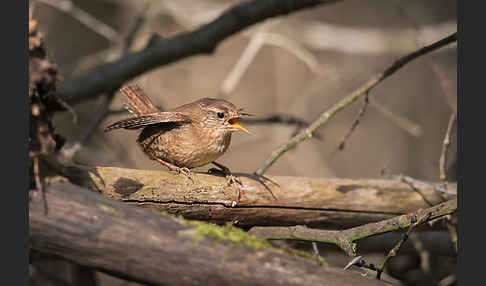 Zaunkönig (Troglodytes troglodytes)