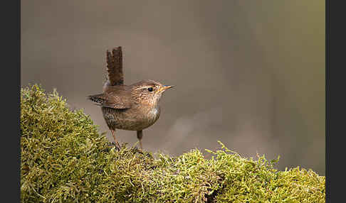 Zaunkönig (Troglodytes troglodytes)