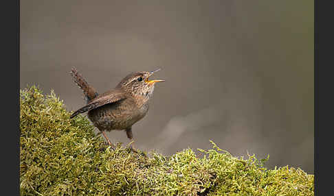 Zaunkönig (Troglodytes troglodytes)