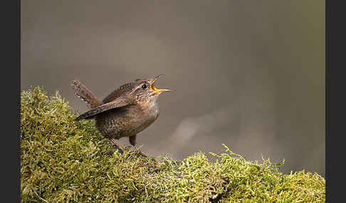 Zaunkönig (Troglodytes troglodytes)