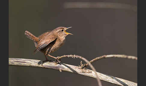 Zaunkönig (Troglodytes troglodytes)