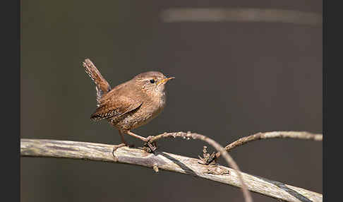 Zaunkönig (Troglodytes troglodytes)