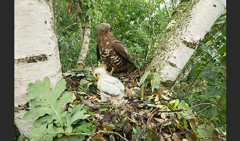 Wespenbussard (Pernis apivorus)