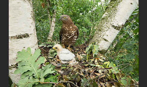 Wespenbussard (Pernis apivorus)