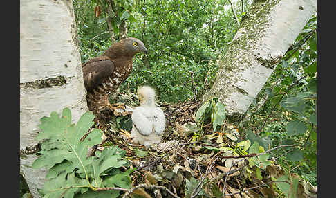 Wespenbussard (Pernis apivorus)