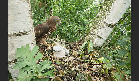 Wespenbussard (Pernis apivorus)