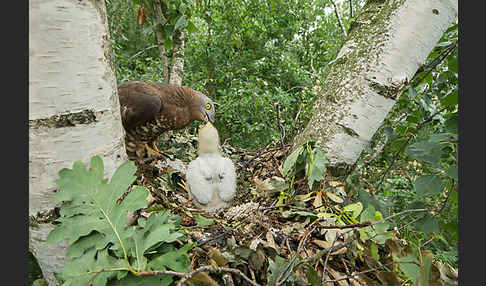 Wespenbussard (Pernis apivorus)