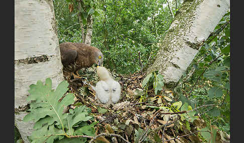 Wespenbussard (Pernis apivorus)