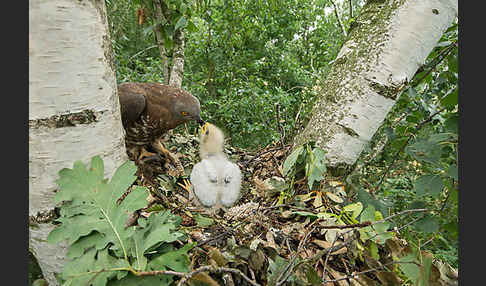 Wespenbussard (Pernis apivorus)