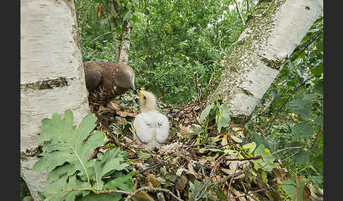 Wespenbussard (Pernis apivorus)