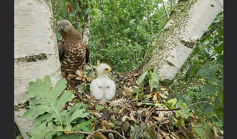 Wespenbussard (Pernis apivorus)