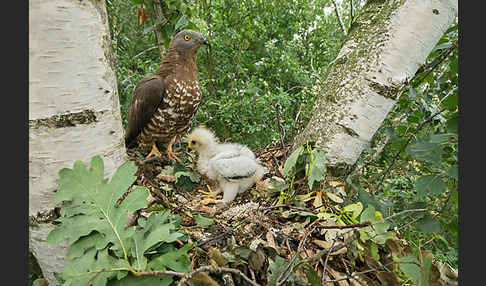 Wespenbussard (Pernis apivorus)