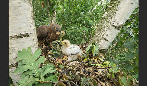 Wespenbussard (Pernis apivorus)