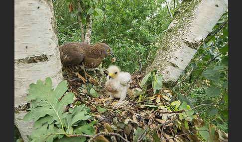 Wespenbussard (Pernis apivorus)