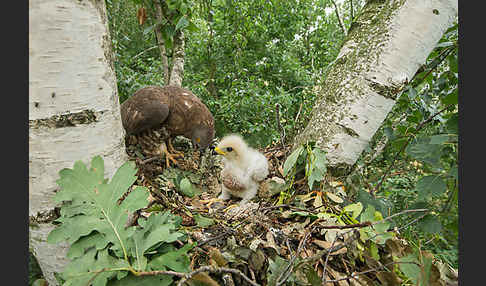 Wespenbussard (Pernis apivorus)