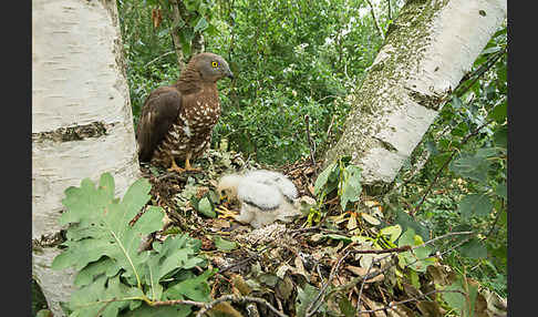 Wespenbussard (Pernis apivorus)
