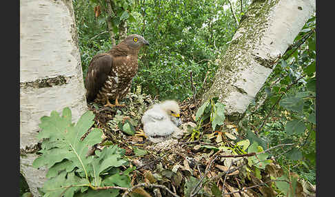 Wespenbussard (Pernis apivorus)