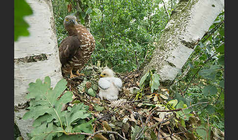 Wespenbussard (Pernis apivorus)