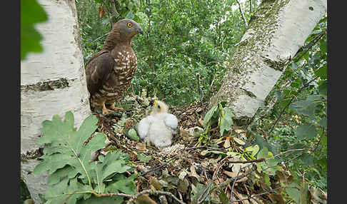 Wespenbussard (Pernis apivorus)