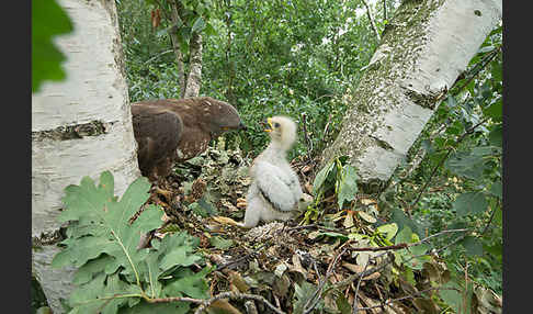 Wespenbussard (Pernis apivorus)