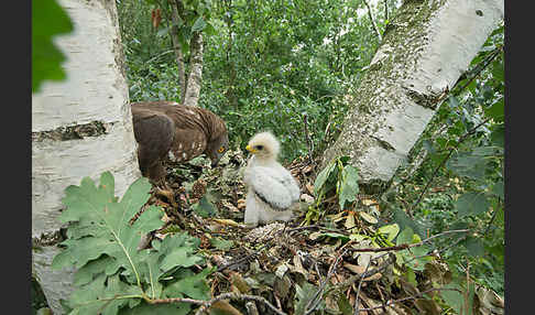 Wespenbussard (Pernis apivorus)