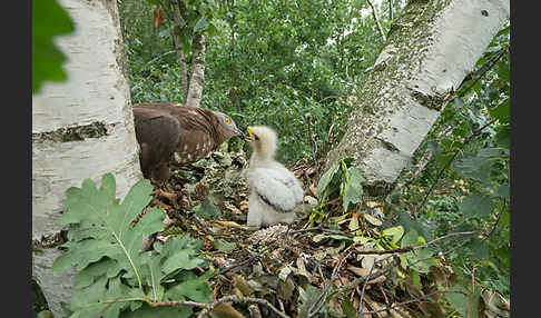 Wespenbussard (Pernis apivorus)