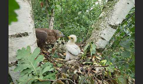 Wespenbussard (Pernis apivorus)