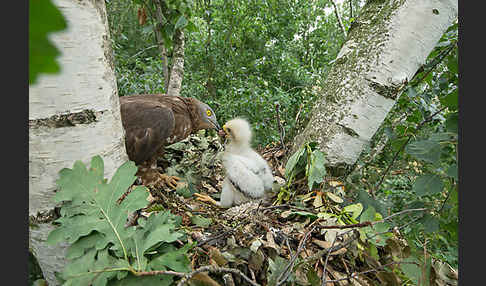 Wespenbussard (Pernis apivorus)