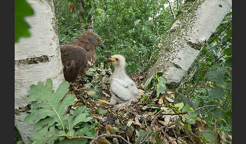 Wespenbussard (Pernis apivorus)