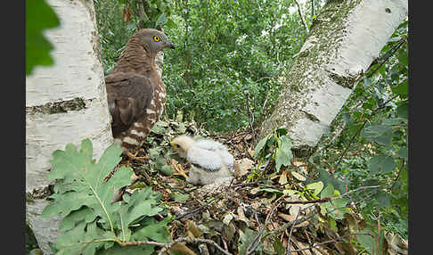 Wespenbussard (Pernis apivorus)