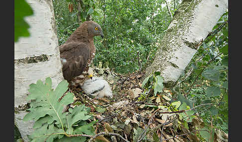 Wespenbussard (Pernis apivorus)