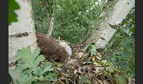 Wespenbussard (Pernis apivorus)