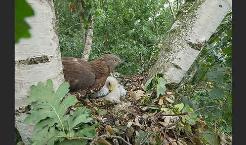 Wespenbussard (Pernis apivorus)