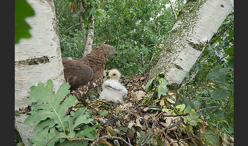 Wespenbussard (Pernis apivorus)