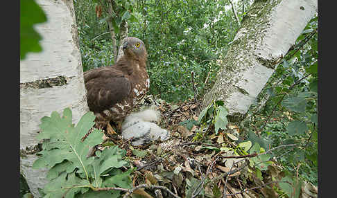 Wespenbussard (Pernis apivorus)