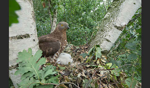 Wespenbussard (Pernis apivorus)