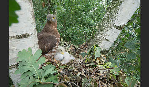 Wespenbussard (Pernis apivorus)