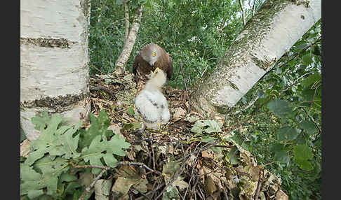 Wespenbussard (Pernis apivorus)