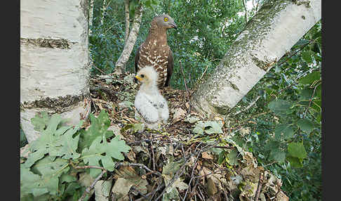 Wespenbussard (Pernis apivorus)