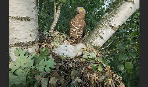 Wespenbussard (Pernis apivorus)