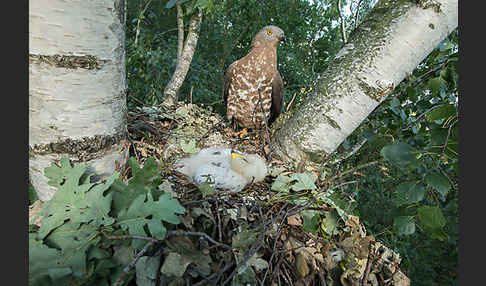 Wespenbussard (Pernis apivorus)