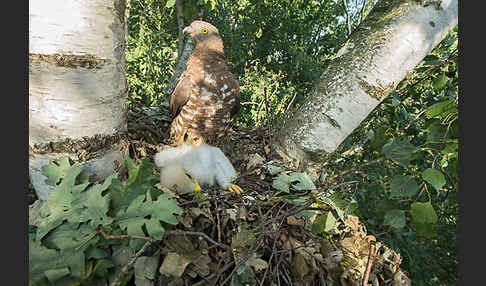 Wespenbussard (Pernis apivorus)