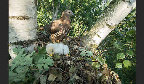 Wespenbussard (Pernis apivorus)