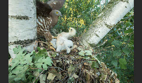 Wespenbussard (Pernis apivorus)