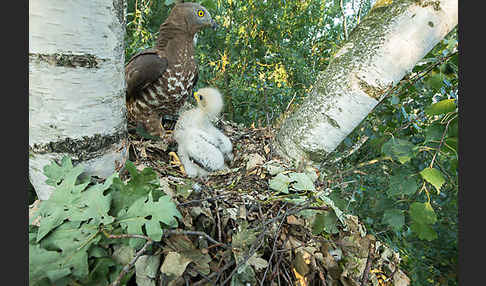 Wespenbussard (Pernis apivorus)