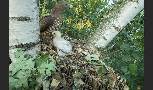 Wespenbussard (Pernis apivorus)