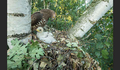 Wespenbussard (Pernis apivorus)