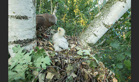 Wespenbussard (Pernis apivorus)