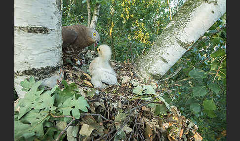 Wespenbussard (Pernis apivorus)